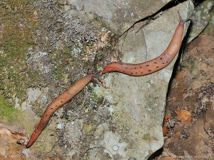 Limax aldrovandi Moquin-Tandon 1855 dell''Abetone